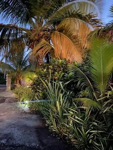 Cozy Coconut